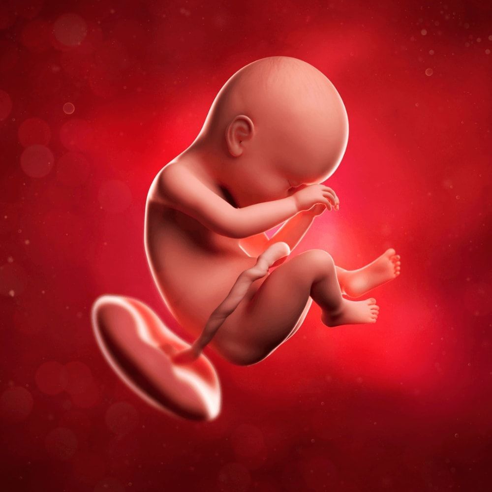 Placenta Posterior Meaning In Telugu